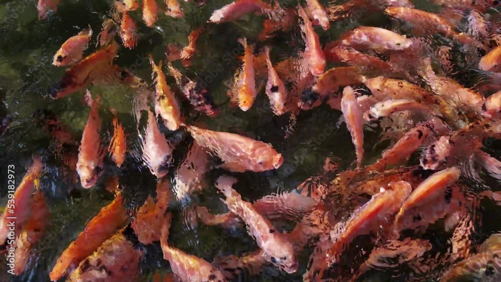 A lot of Red Nile Tilapia in the fresh water pond A lot of Red Nile Tilapia in the fresh water pond