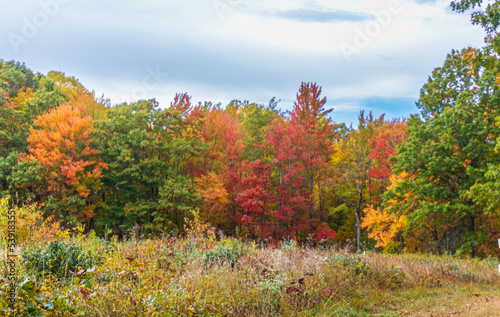 Trees with fall foliage near a meadow