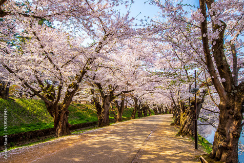 青森県 弘前城桜祭り 