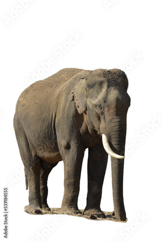 An Indian elephant with one trunk isolated on white