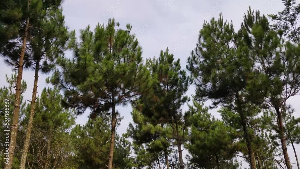 The motion of the pine leaves swaying in the wind The motion of the pine leaves swaying in the wind