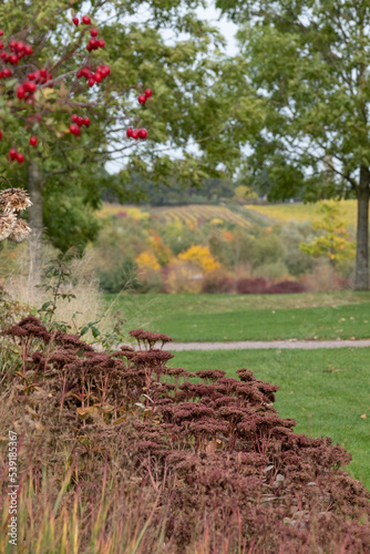 Layers of deep autumn colours and textures at RHS Hyde Hall garden, near Chelmsford, Essex, UK. Red ornamental grass and sedum flowers in the foreground. Essex countryside in the distance. 
