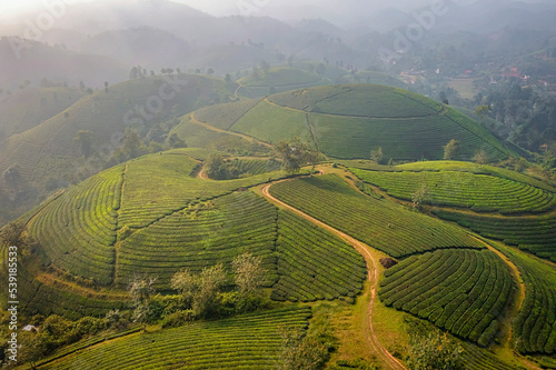 LANDSCAPE TEA PLANTATION OF LONG COC IN PHU THO  VIETNAM WITH BLUR FOREGROUND.