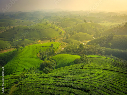 LANDSCAPE TEA PLANTATION OF LONG COC IN PHU THO, VIETNAM WITH BLUR FOREGROUND.