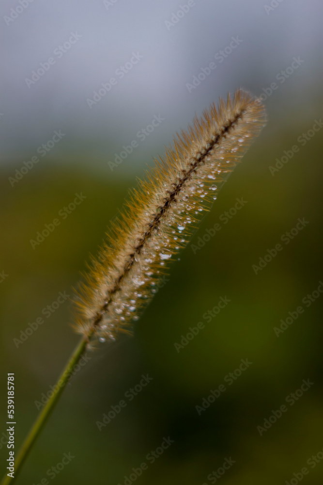 autumn rain