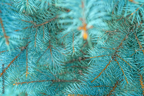 Blue spruce close up background with copy space  macro photo