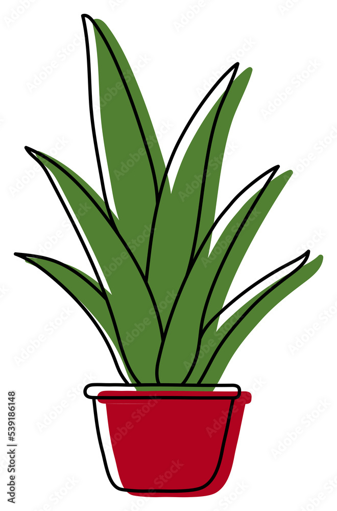 Obraz premium Indoor Scarlet Potted Sketch. Flower in a pot. Color illustration of a plant. Drawing