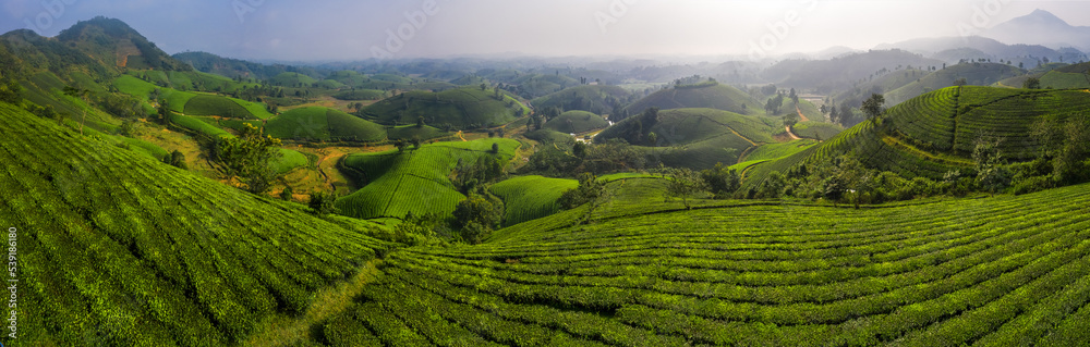 LANDSCAPE TEA PLANTATION OF LONG COC IN PHU THO, VIETNAM WITH BLUR FOREGROUND.