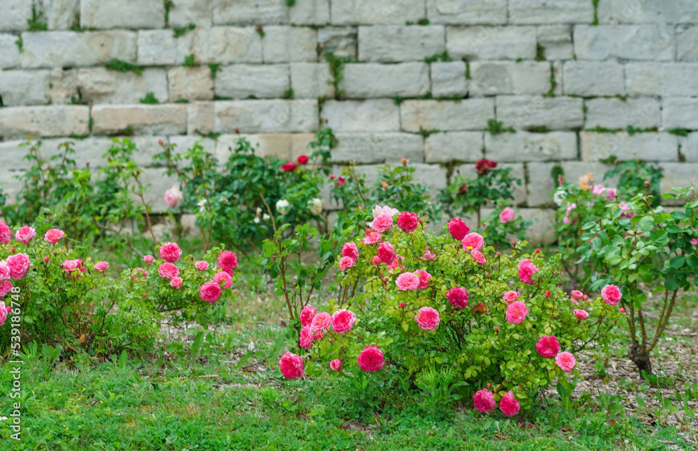 nice roses in the garden nice roses in the garden