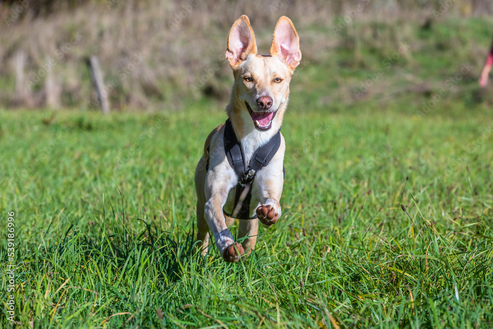 happy dog running through a meadow