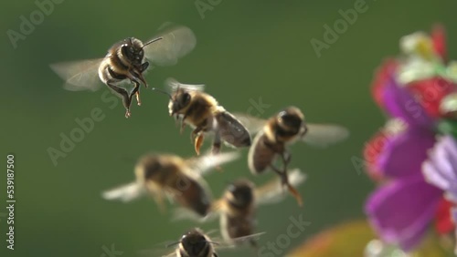 Bees, swarm of honey bees flying around flowers. Bee antennae and tongue trunk proboscis
