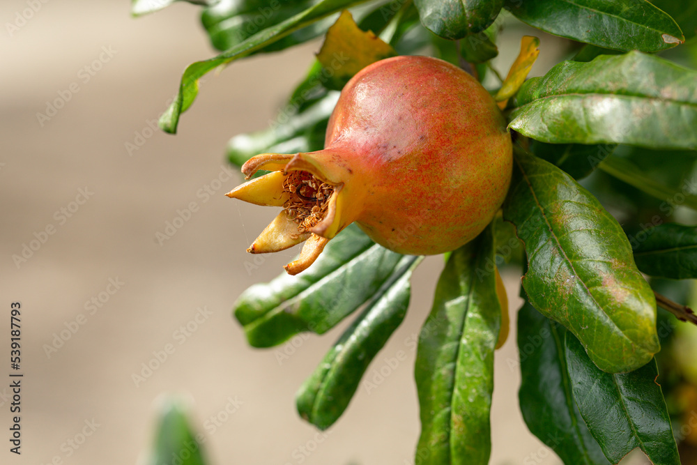 Ripening pomegranate. Pomegranate on a branch. Ripening pomegranate. Pomegranate on a branch.