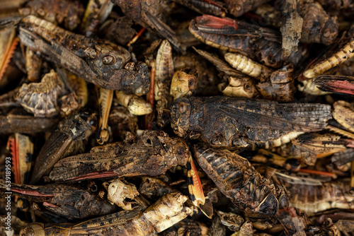 The dried Grasshopper - pet food