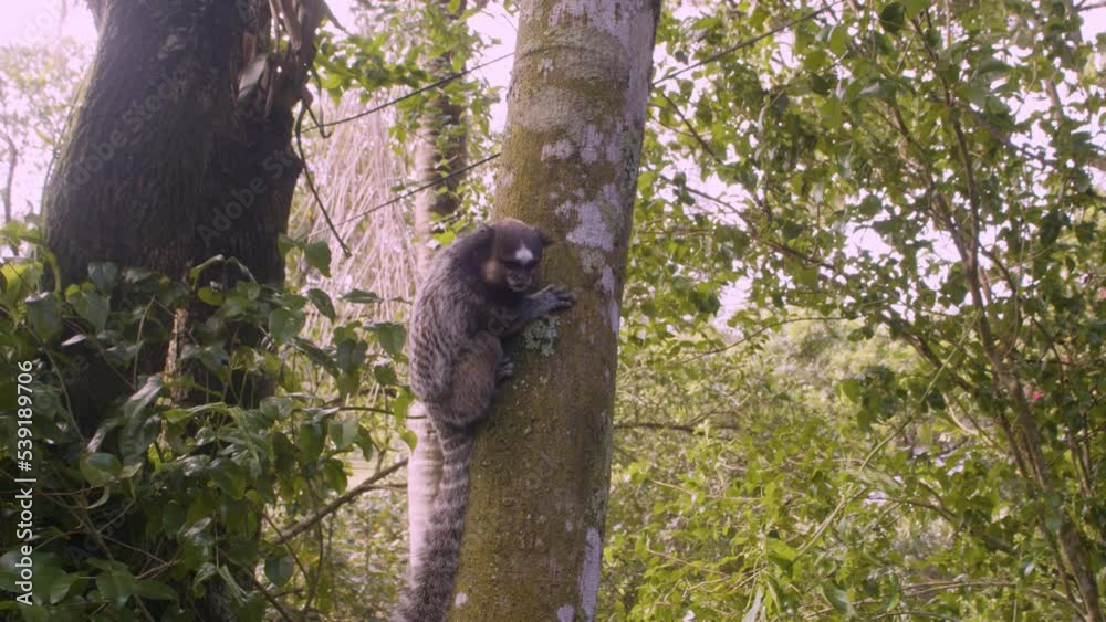 Macacos comendo banana