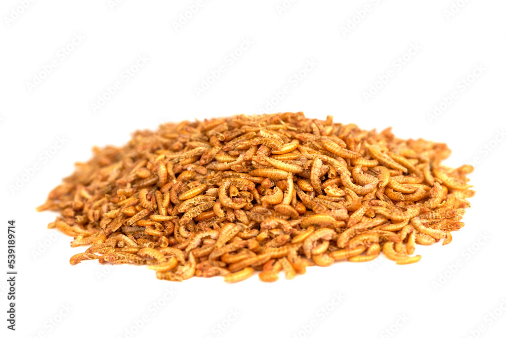Chubby Dried Gammarus - Siberian Shrimps for Fish 