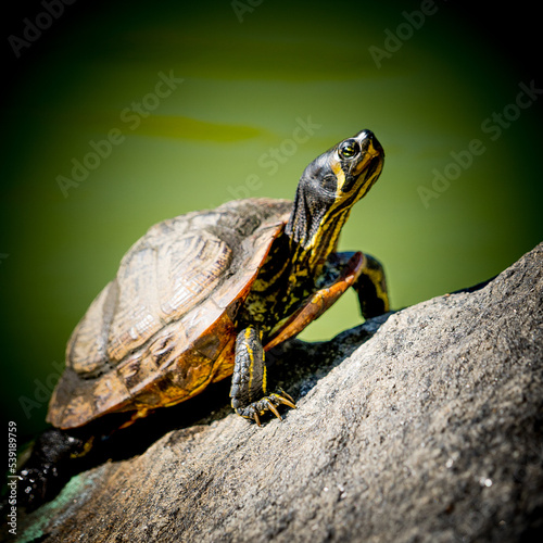 Central Park Turtle