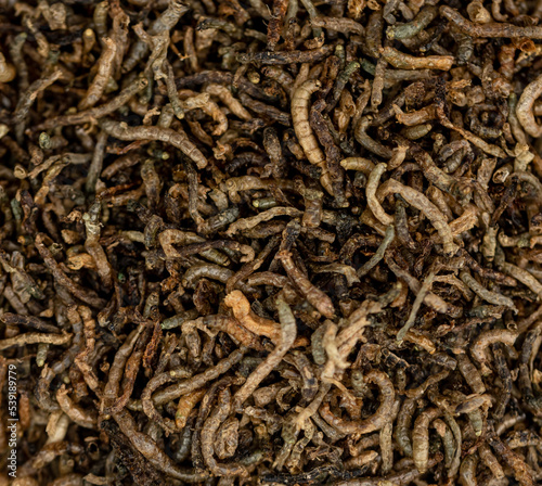 close up dried ant larvae - fish food