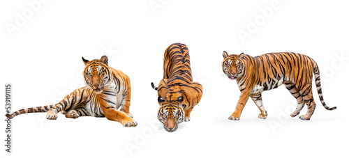 collection  royal tiger  P. t. corbetti  isolated on white background clipping path included. The tiger is staring at its prey. Hunter concept.