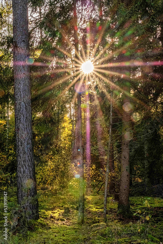 Die Sonne scheint durch die B  ume auf den Waldboden