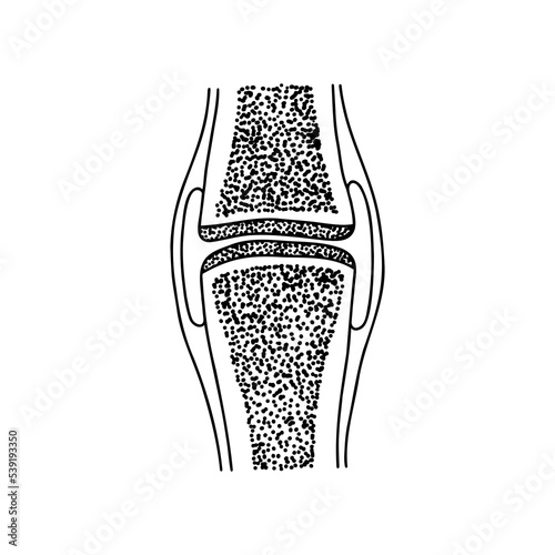 Diagram of the structure of a human joint. Vector, outline, anatomical, hand drawn.