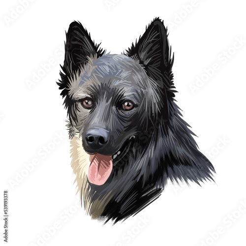 Lapponian herder dog canine closeup of pet digital art illustration. Lapinporokoira hound with stuck out tongue, lapsk vallhund originated in Finland. Portrait of puppy domesticated breed pet. photo