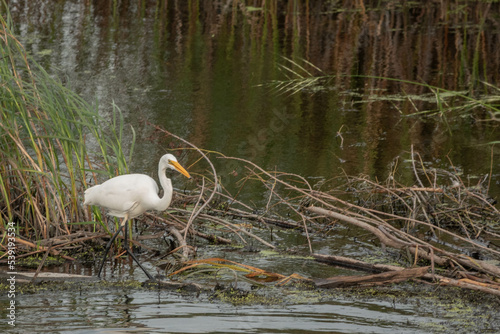 Egret 5