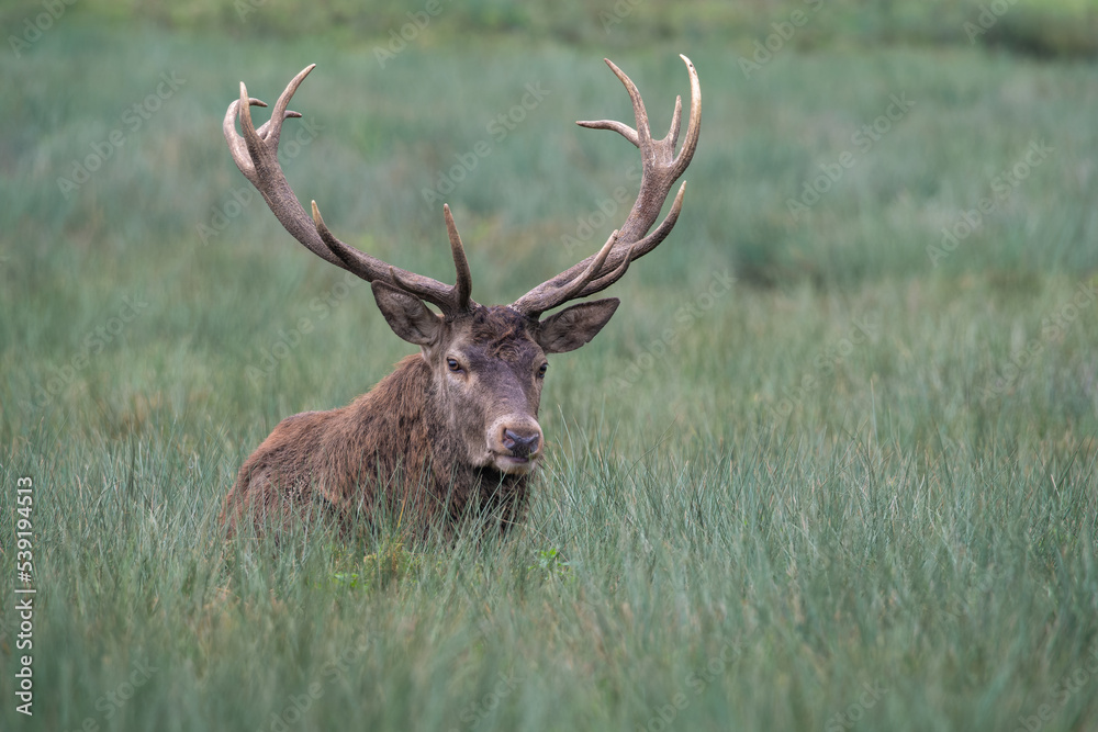 Un cerf élaphe allongé dans une prairie en période de reproduction Un cerf élaphe allongé dans une prairie en période de reproduction