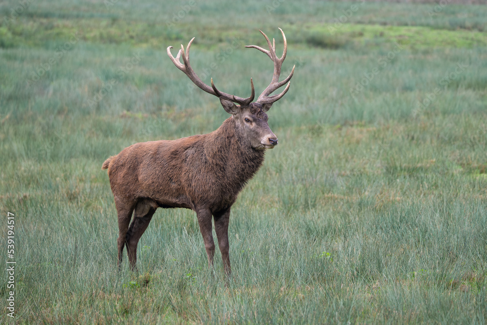 Un cerf élaphe dans une prairie en période de reproduction Un cerf élaphe dans une prairie en période de reproduction