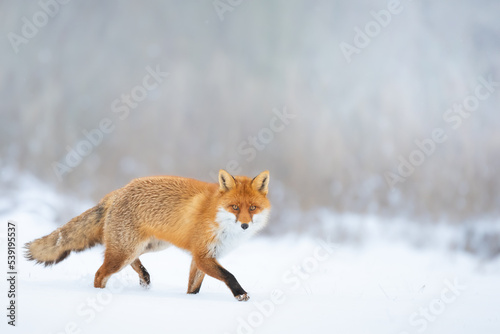 Fox Vulpes vulpes in autumn scenery, Poland Europe, animal walking among winter meadow