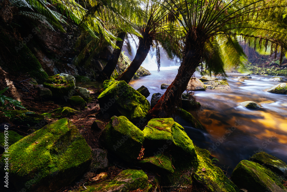 Fototapeta premium Halls Falls in Pyengana Tasmania Australia