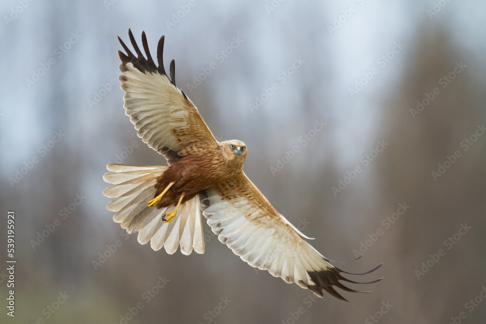 Flying Birds of prey Marsh harrier Circus aeruginosus, hunting time Poland Europe Flying Birds of prey Marsh harrier Circus aeruginosus, hunting time Poland Europe