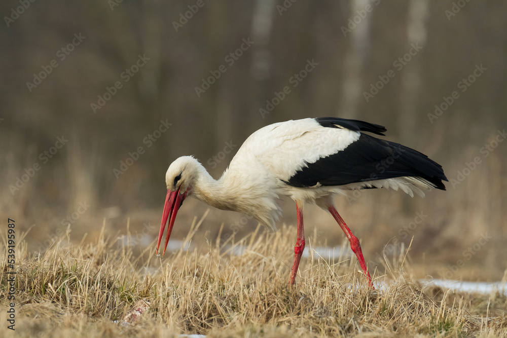 Bird White Stork Ciconia ciconia hunting time summer in Poland Europe Bird White Stork Ciconia ciconia hunting time summer in Poland Europe