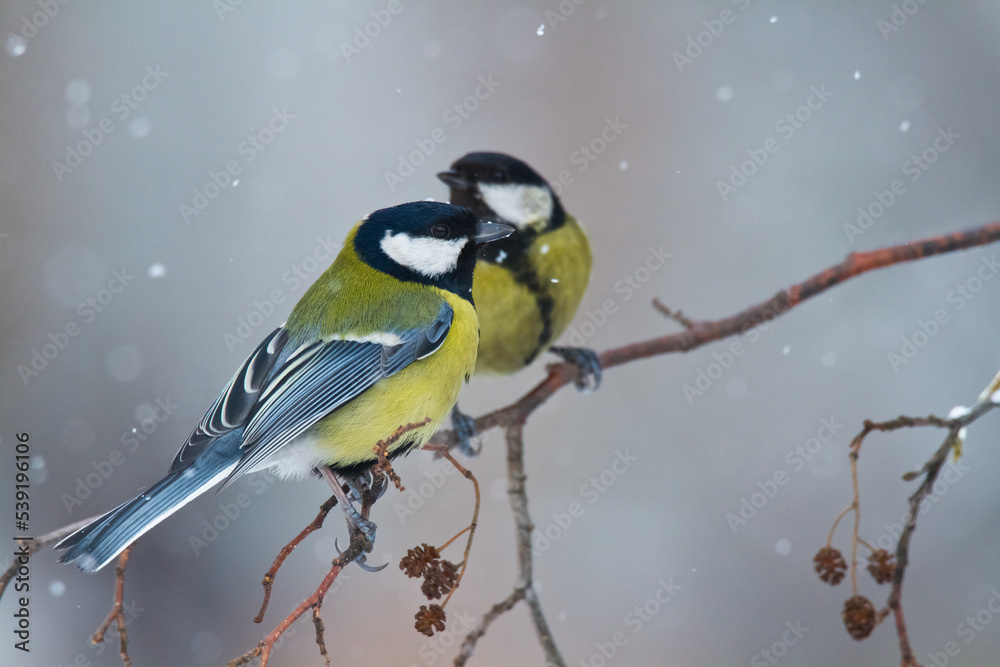 Obraz premium Colorful great tit ( Parus major ) perched on a tree trunk, photographed in horizontal, amazing background 