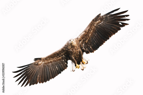 Birds of prey White tailed eagle isolated on white background flying bird