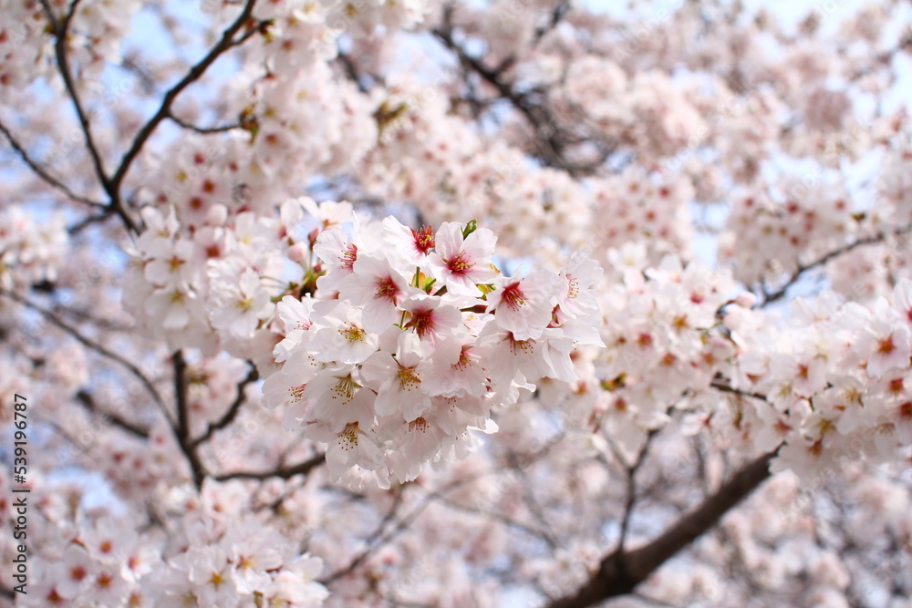 桜 桜