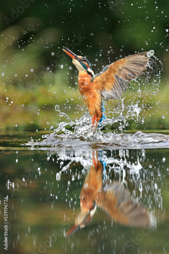 Kingfisher, (Alcedo atthis), diving for fish, UK