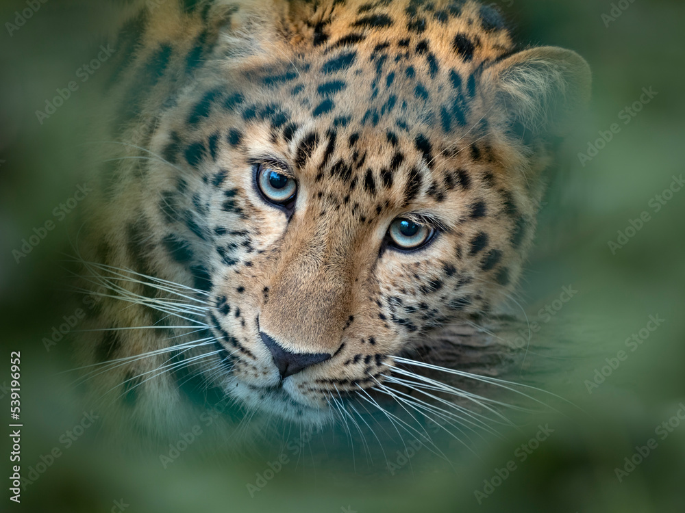 Amur leopard (Panthera pardus orientalis) captive, occurs in northern China and Russia, with digitally added leaves. Amur leopard (Panthera pardus orientalis) captive, occurs in northern China and Russia, with digitally added leaves.