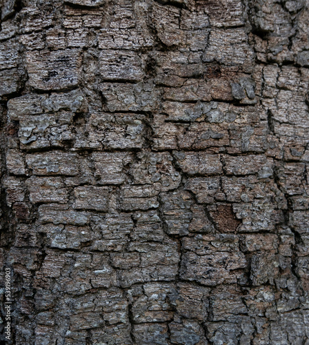 Cracked Wood Bark Texture