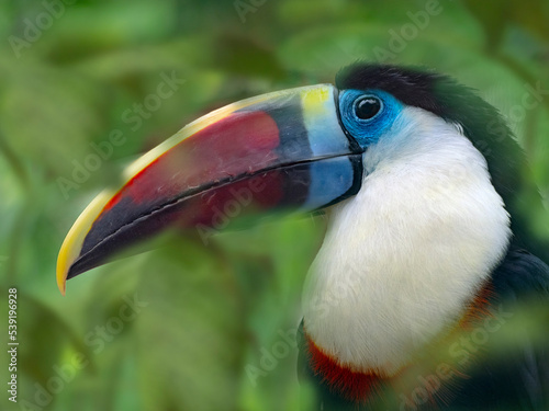 White-throated toucan (Ramphastos tucanus) captive, occurs in South America, with digitally added leaves. 

