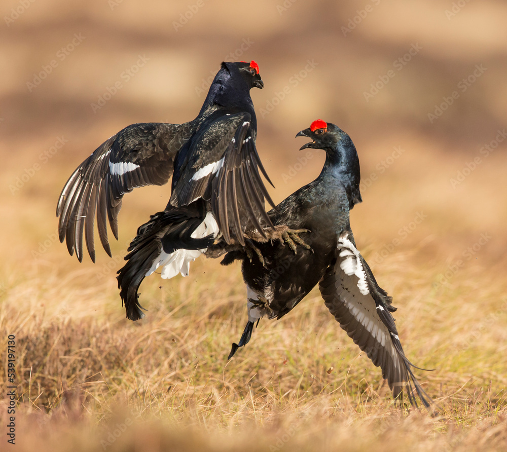 Black Grouse (Tetrao tetrix), two males fighting on lek , Scotland, UK. April Black Grouse (Tetrao tetrix), two males fighting on lek , Scotland, UK. April