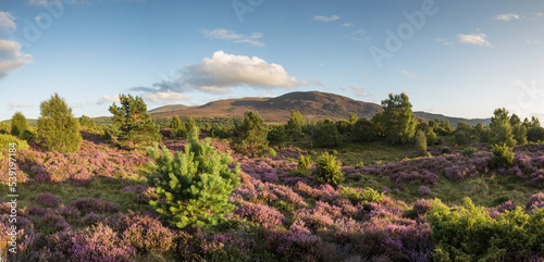 Flowering heather moor and scattered pine and birch, Tulloch Moor, Cairngorms National Park, Scotland, UK.August  photo