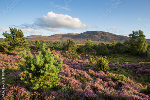 Flowering heather moor and scattered pine and birch, Tulloch Moor, Cairngorms National Park, Scotland, UK.August 