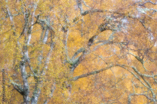 Birch trees (Betula pendula) woodland impression, Cairngorms National Park, Scotland, UK.November  photo