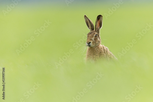 Brown Hare (Lepus europaeus) sitting in field of fresh green grass , Scotland, UK.May 