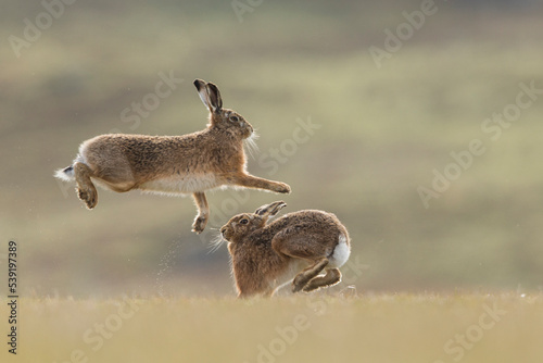Brown hare, (Lepus europaeus), male and female displaying courtship behaviour, Islay, Scotland, UK., March  photo