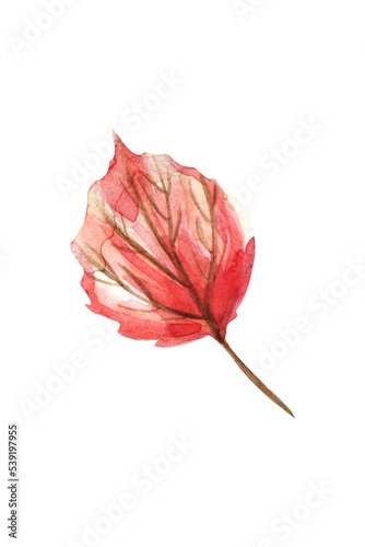 Red aspen leaf isolated on white background. Hand painted watercolor.