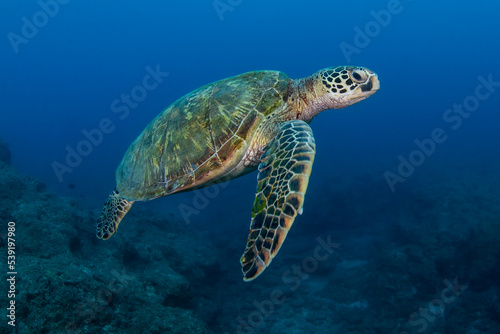 Green turtle (Chelonia mydas) Xiaoliuqiu Island, Taiwan
