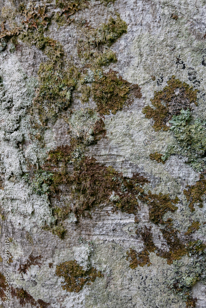 Obraz premium Lichen and Moss on Tree Bark Texture