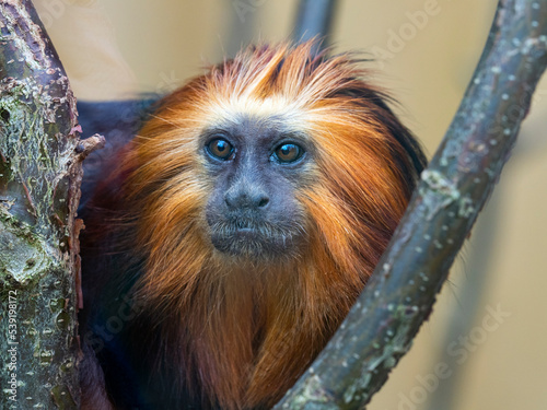 Golden-headed lion tamarin (Leontopithecus chrysomelas) portrait, captive.