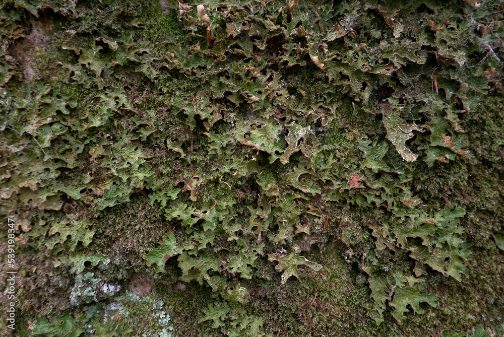 Green Lichen Texture